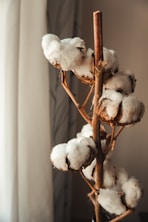 a close up of a plant with cotton on it