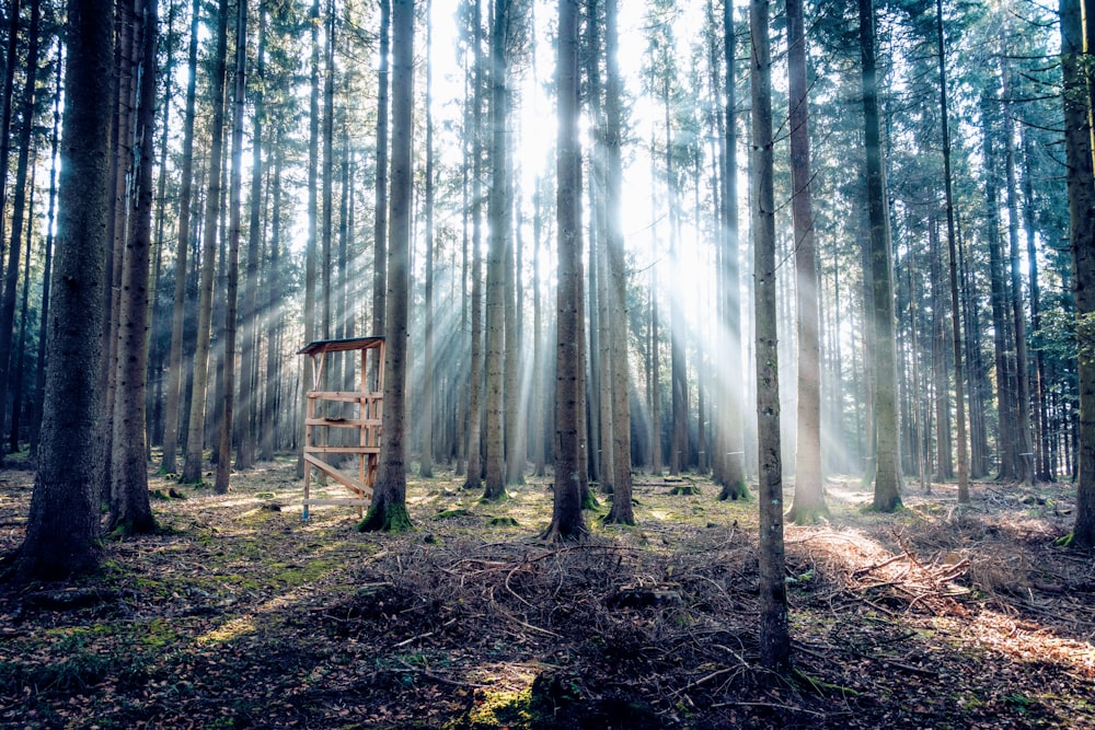 a ladder in the middle of a forest