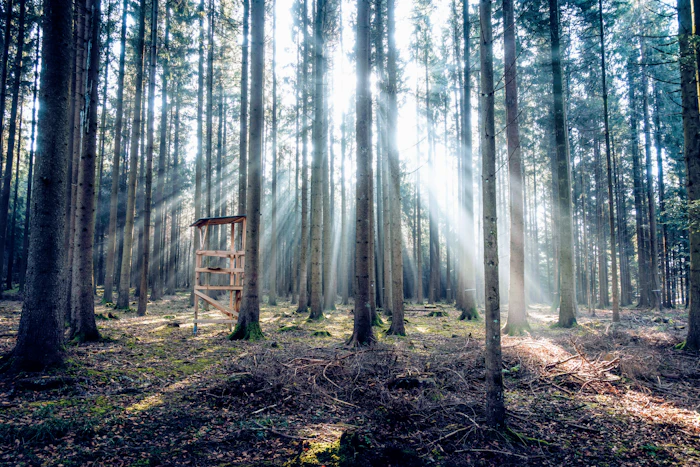 A tree stand in a sunlit pine forest