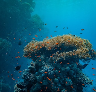 a large group of fish swimming over a coral reef