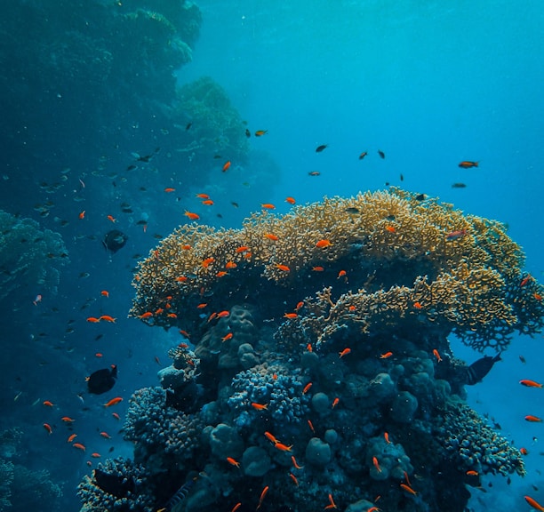 a large group of fish swimming over a coral reef