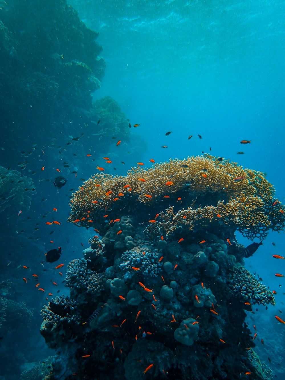 a large group of fish swimming over a coral reef