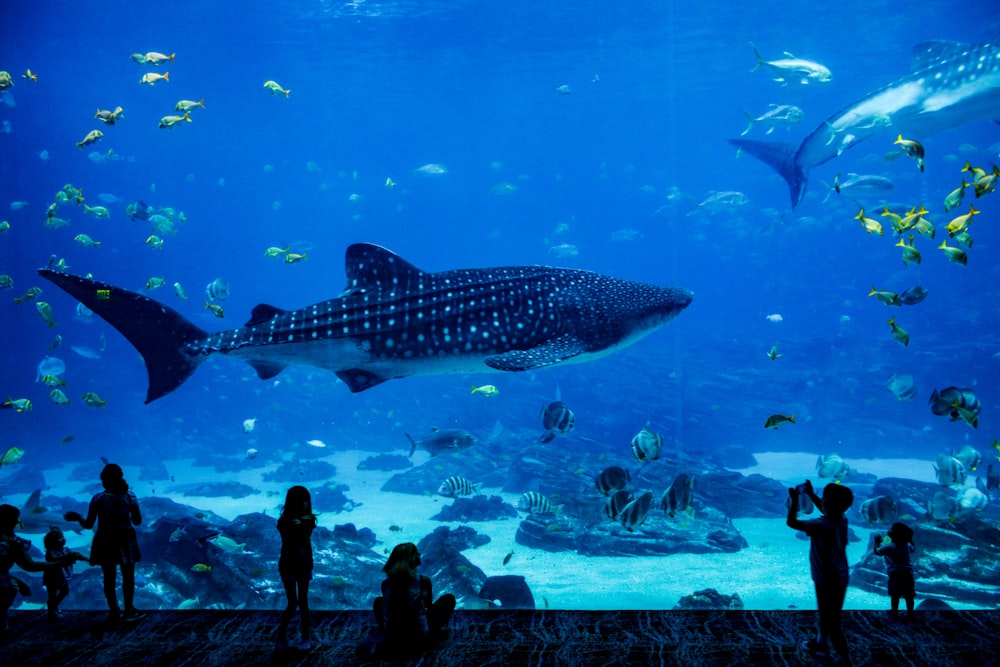 personnes debout devant l’aquarium