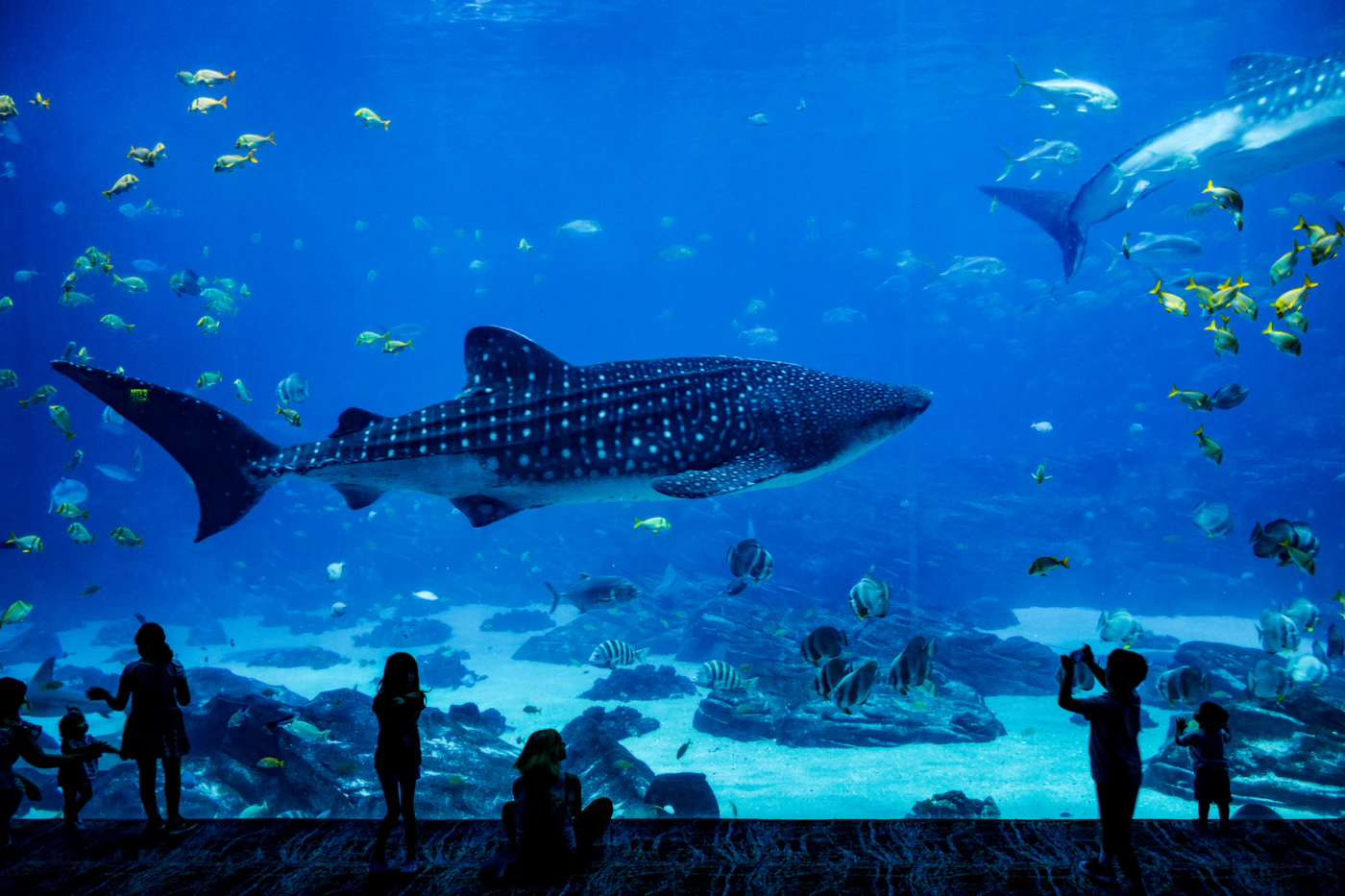 Illustrative aquarium photo