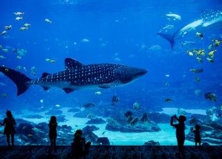 people standing in front of fish tank