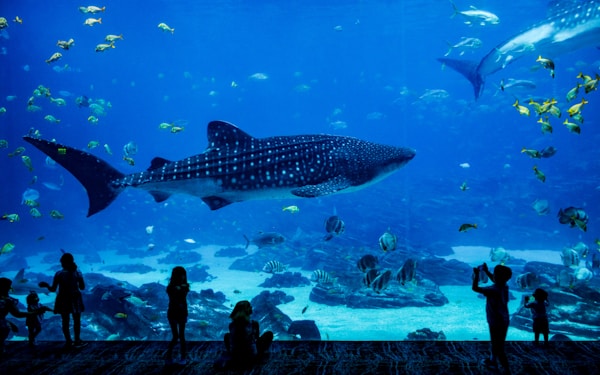 水族館撮影ガイド