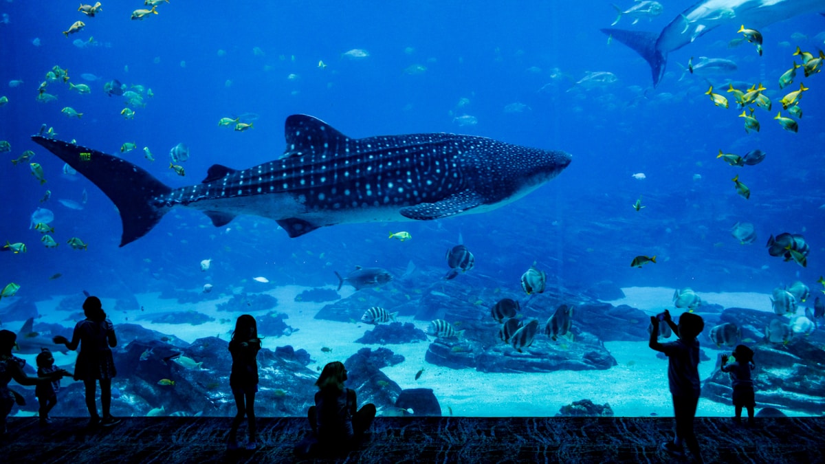 水族館撮影ガイド