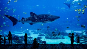 水族館撮影ガイド