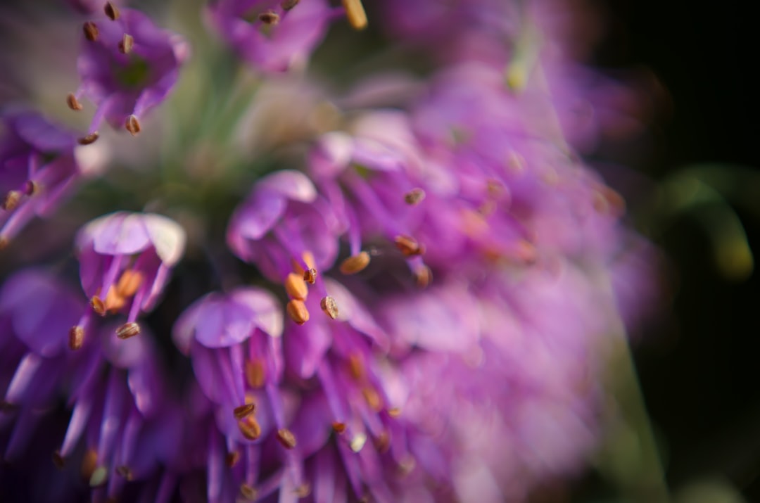 purple flowers in tilt shift lens