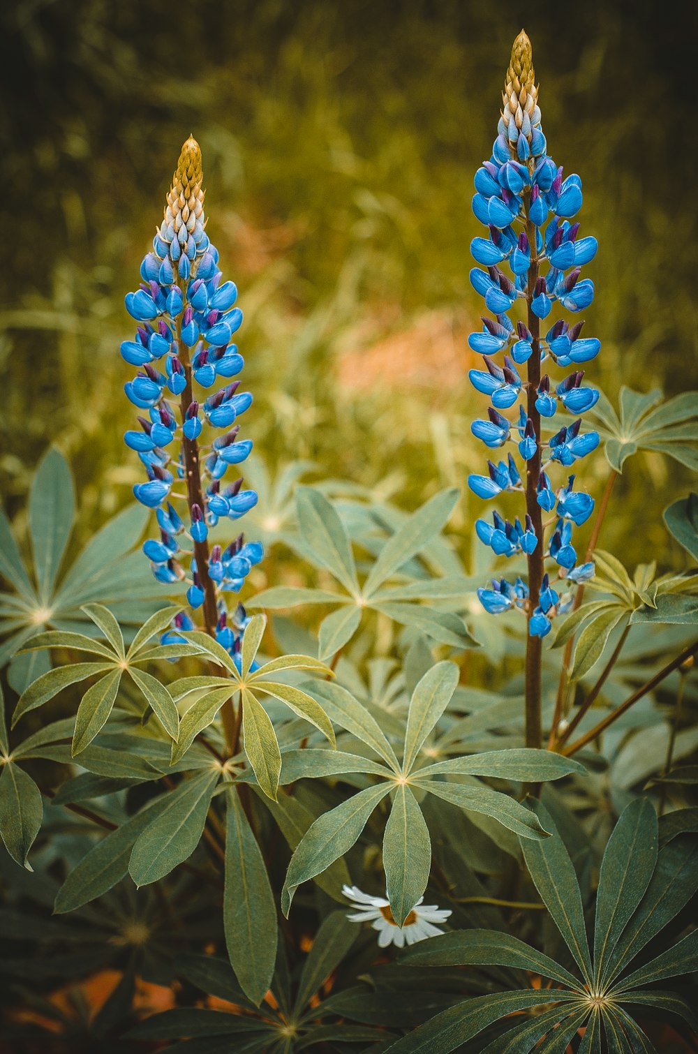 blue and white flower buds