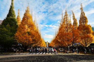 people walking on road between trees during daytime