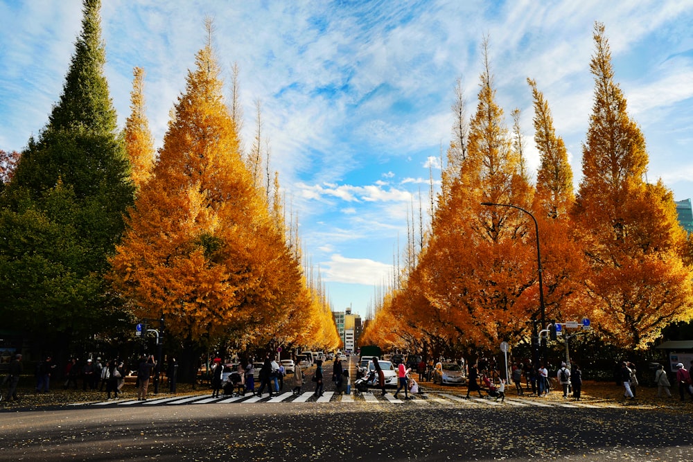 people walking on road between trees during daytime