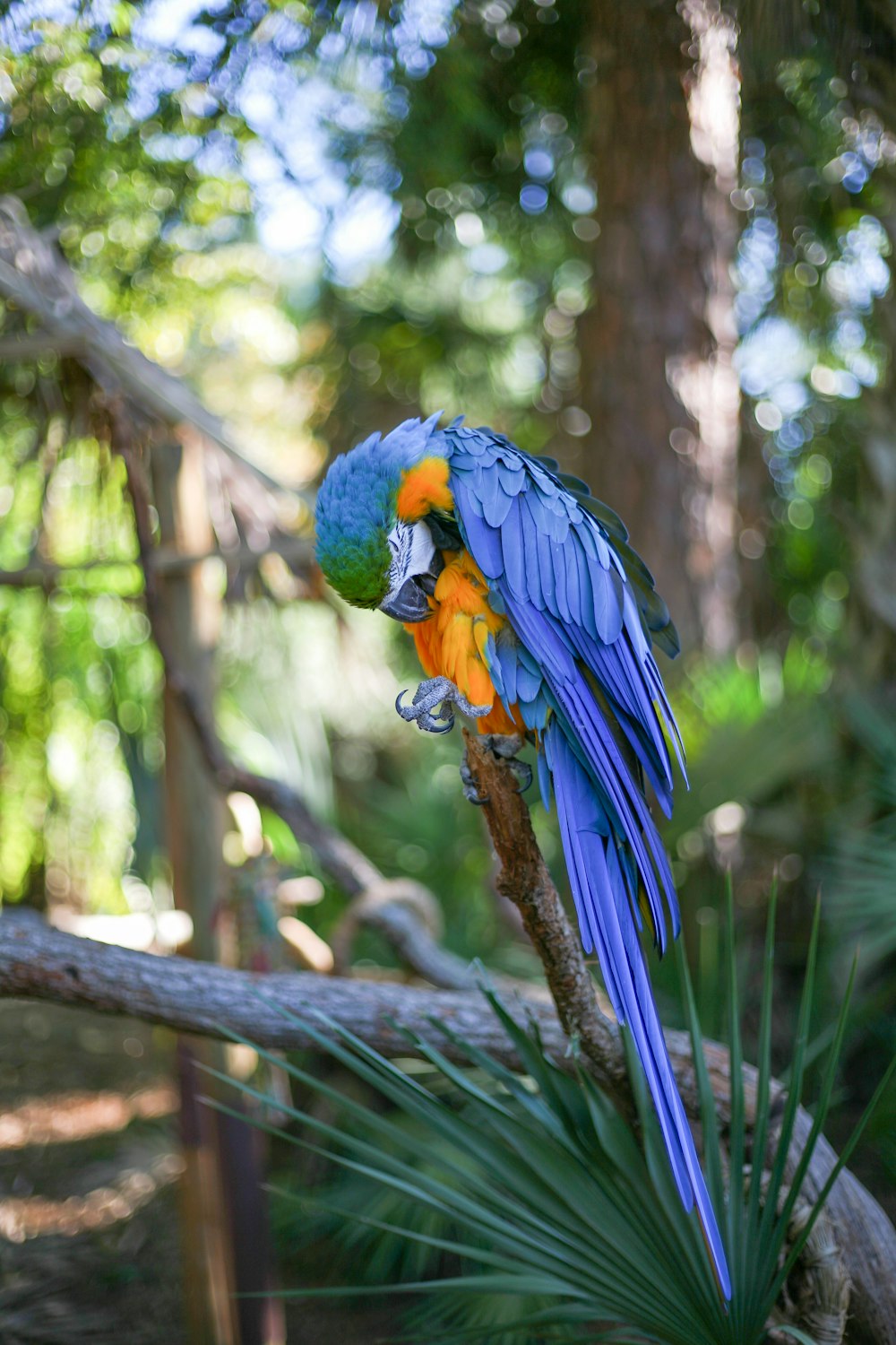 blue and yellow macaw on tree branch during daytime