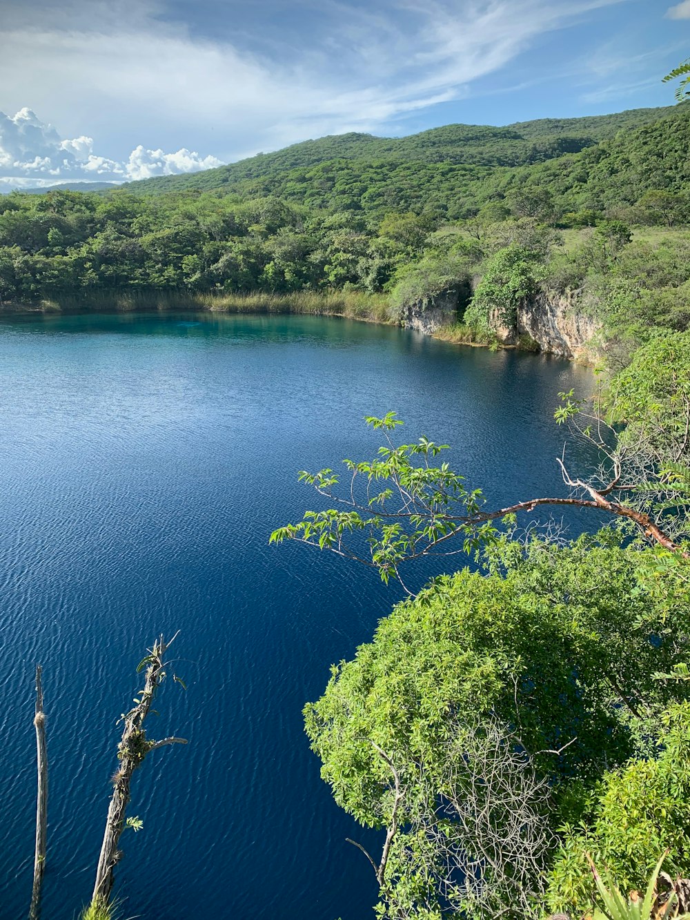 green trees beside blue lake during daytime