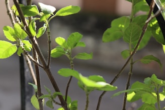 Sunlight filtering through green leaves beside glass bottles of essential oils.