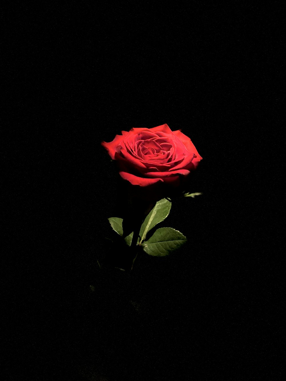 pink rose in bloom with black background