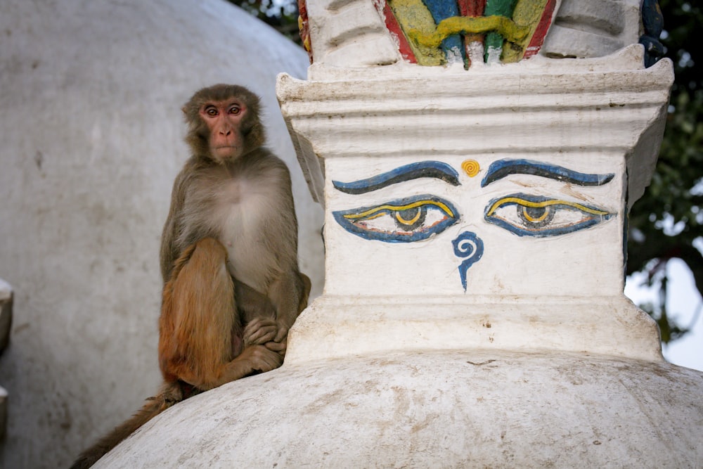 brown monkey sitting on white concrete wall during daytime