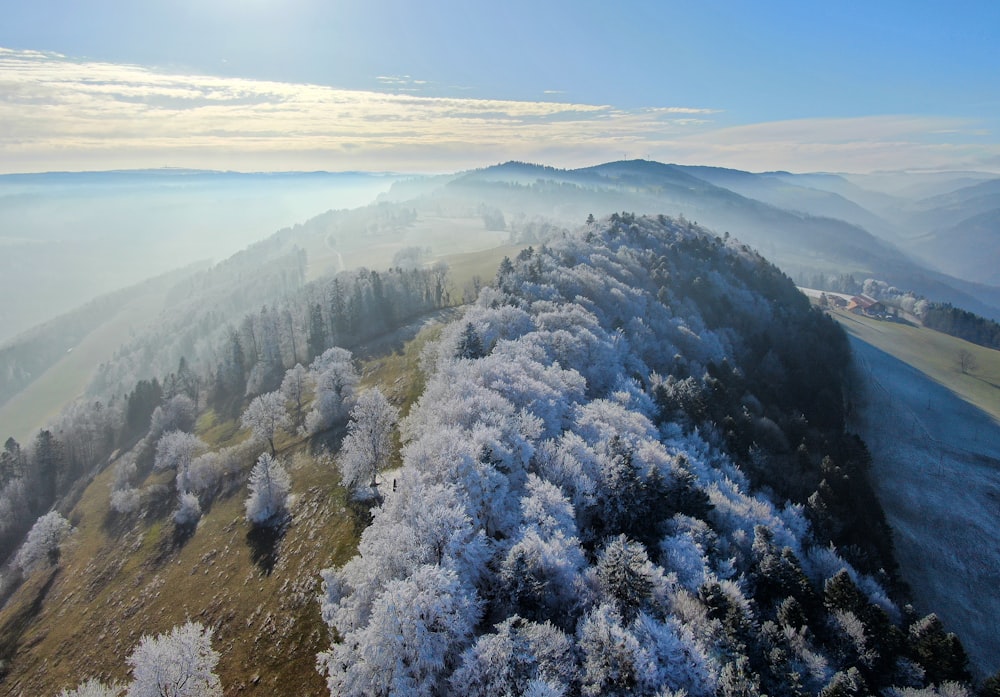 green and purple trees covered with snow during daytime