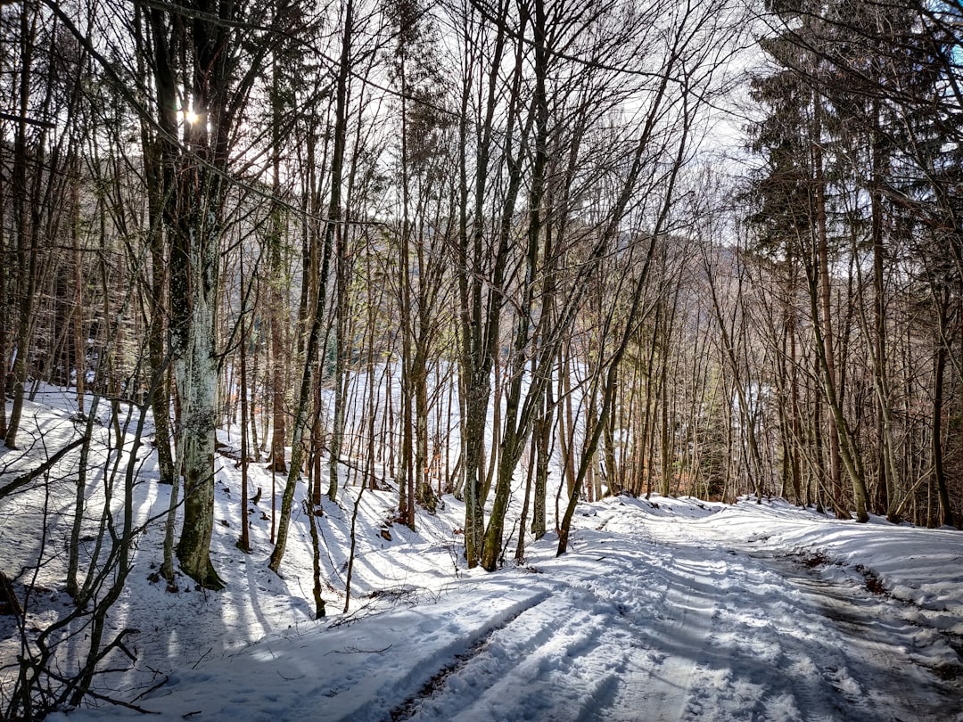 brown bare trees on snow covered ground during daytime