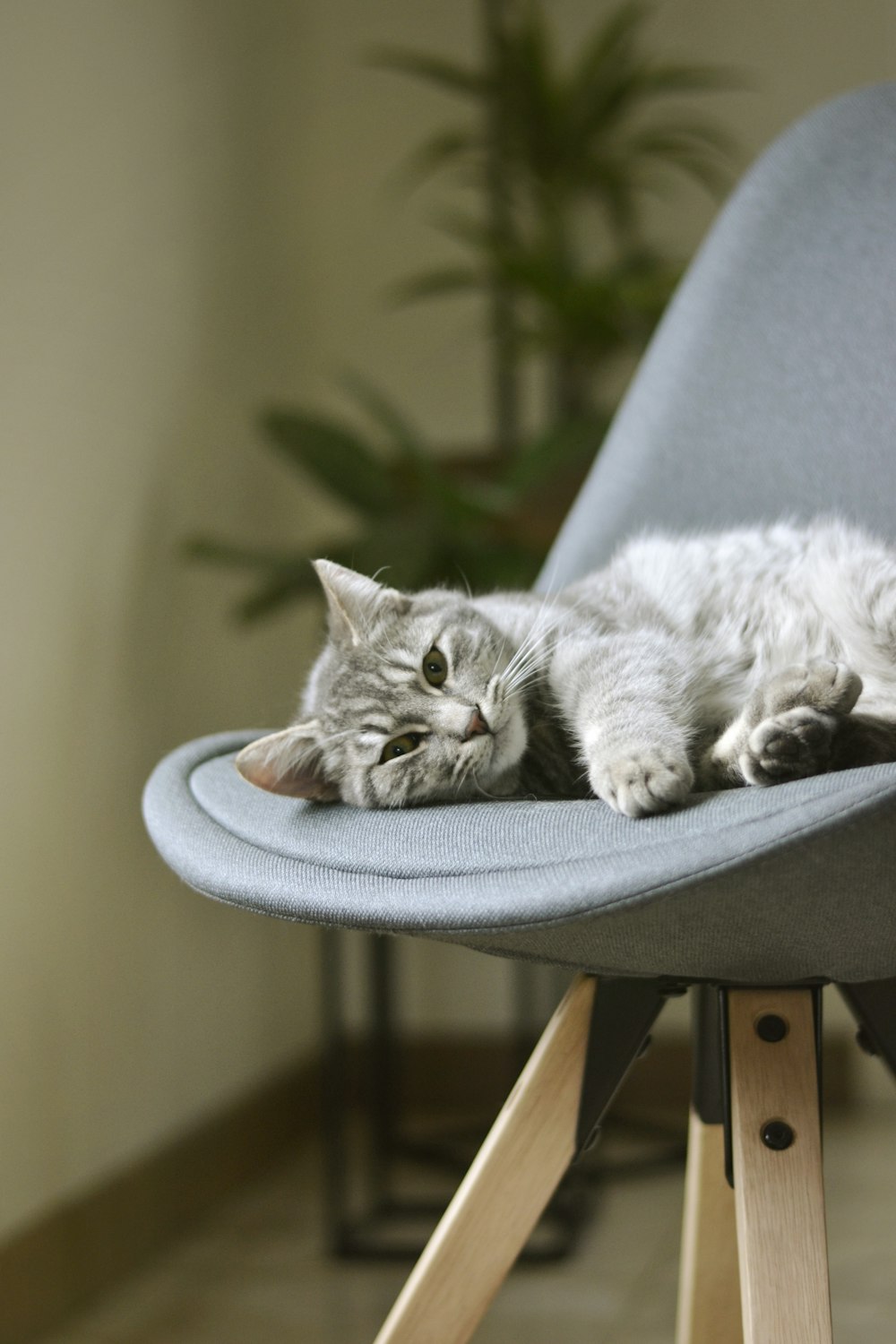white and gray cat on gray chair
