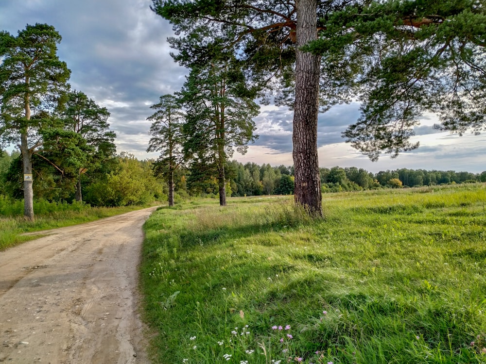 green grass field with trees during daytime