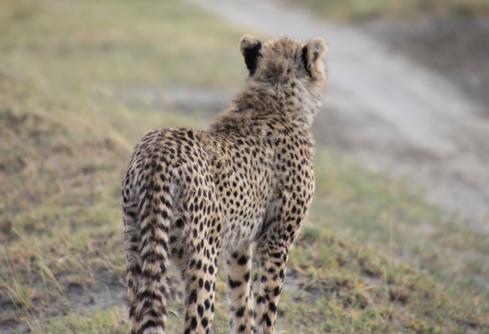 ghepardo che cammina sul campo di erba verde durante il giorno