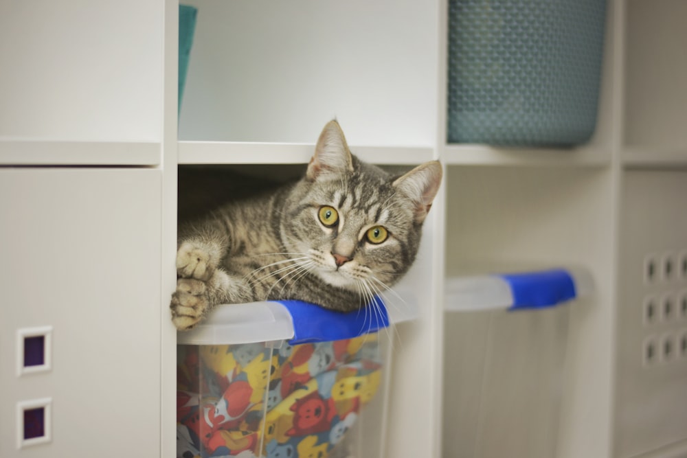 brown tabby cat on white wooden shelf