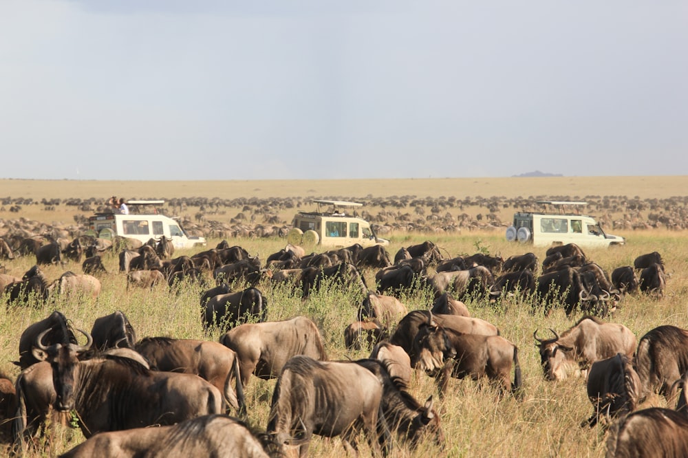 herd of elephants on green grass field during daytime