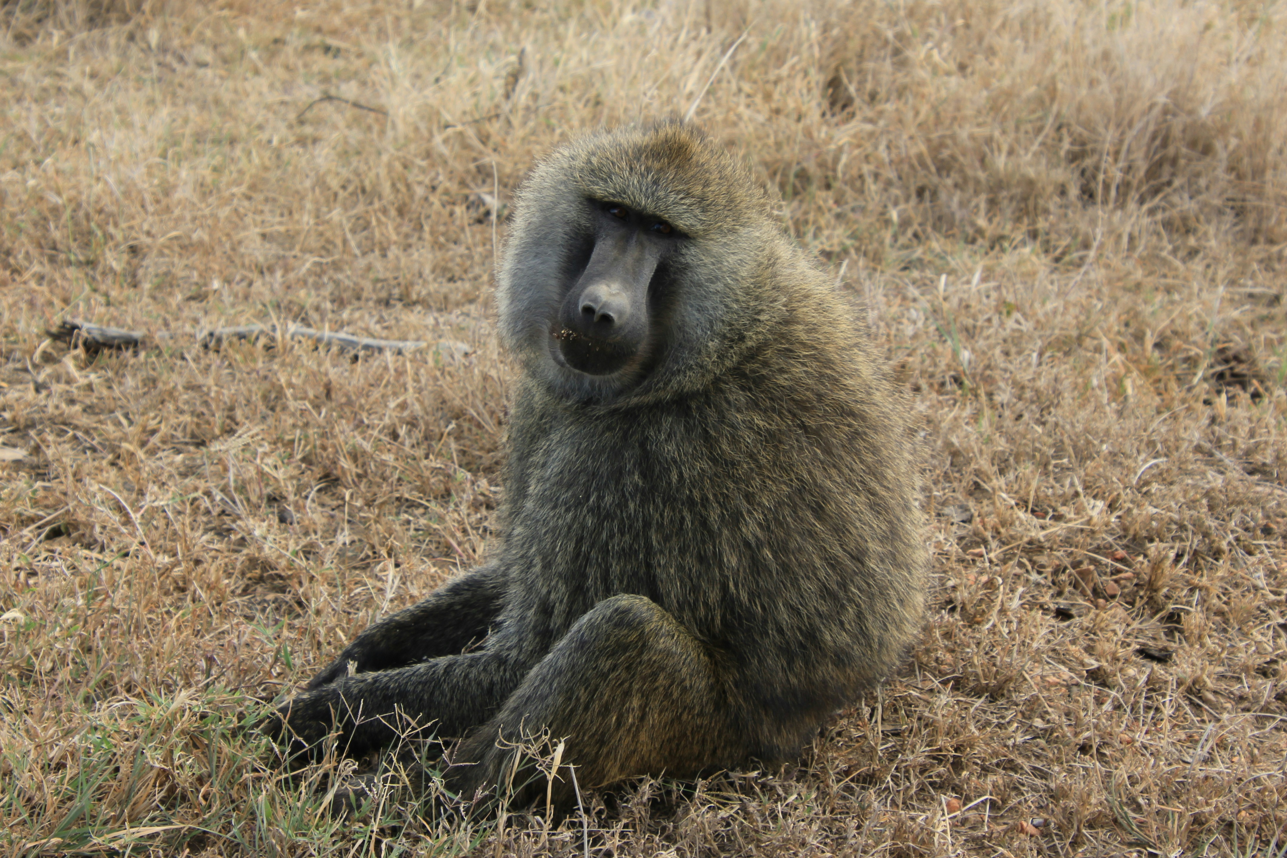 singe noir et brun sur un champ d’herbe brune pendant la journée