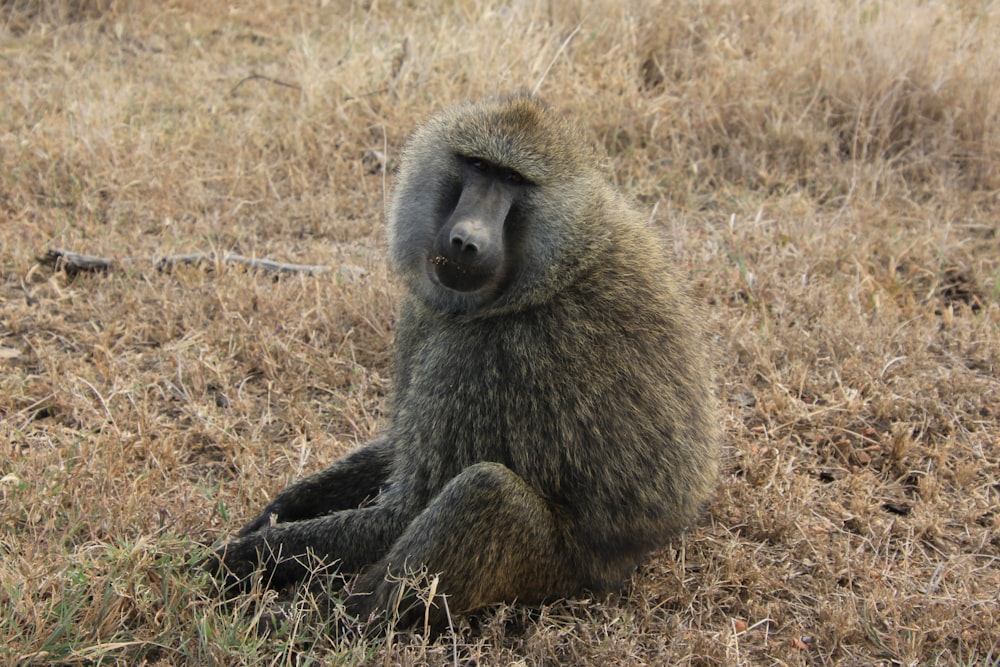 black and brown monkey on brown grass field during daytime