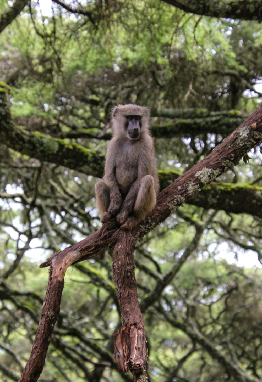 monkey on tree branch during daytime