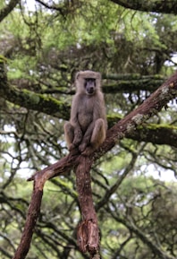 monkey on tree branch during daytime