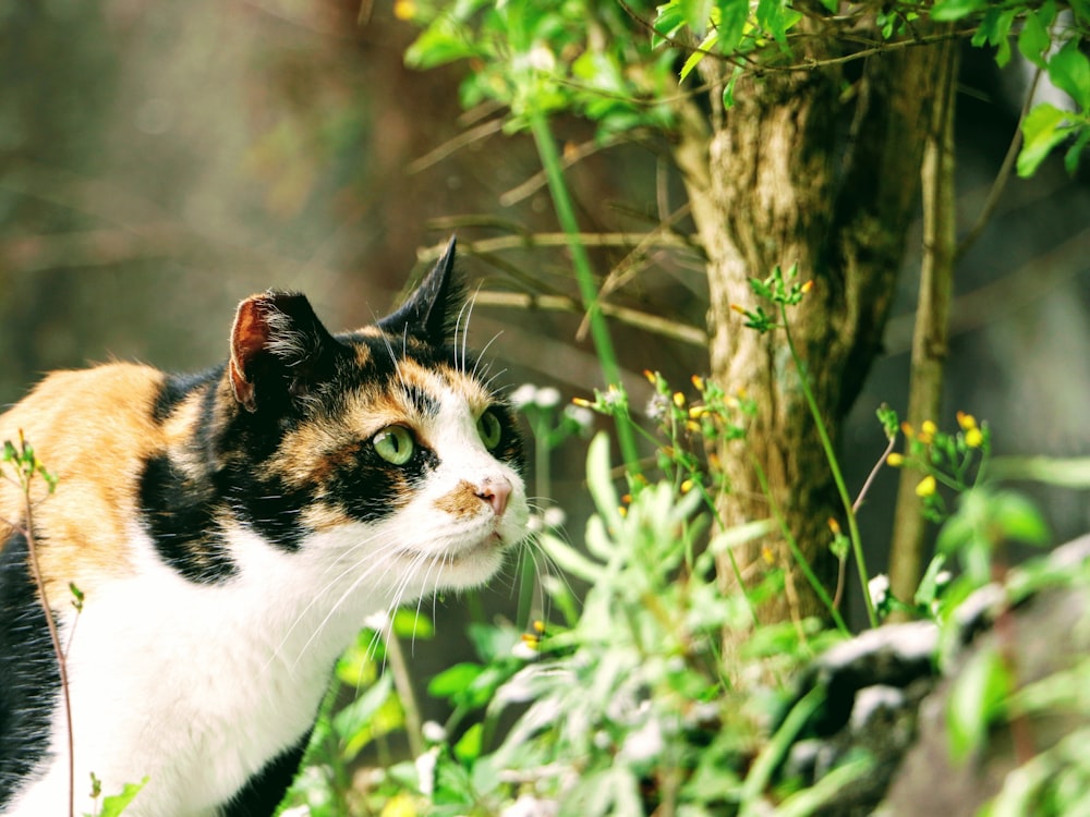 calico cat on brown tree branch