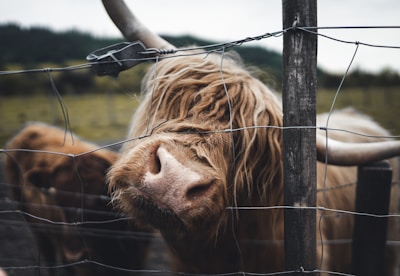 Production company shot of a brown cow standing by a brown wooden fence during the daytime