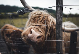 Production company shot of a brown cow standing by a brown wooden fence during the daytime