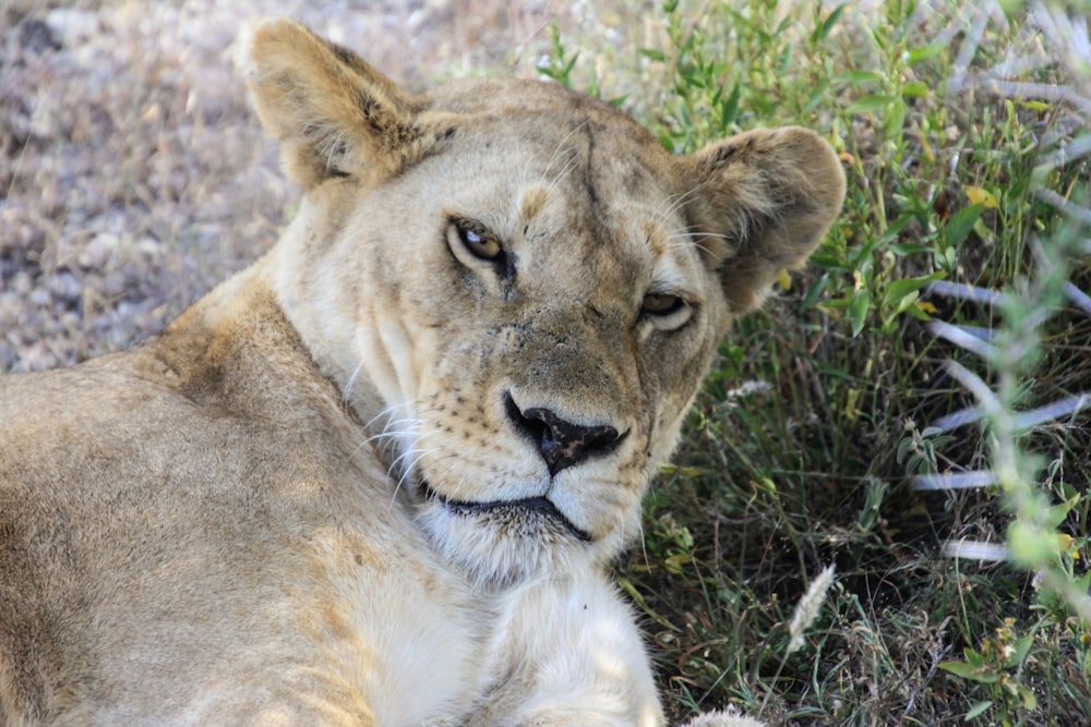 brown lioness on green grass during daytime