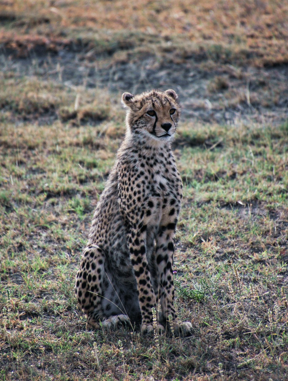 cheetah on green grass field during daytime