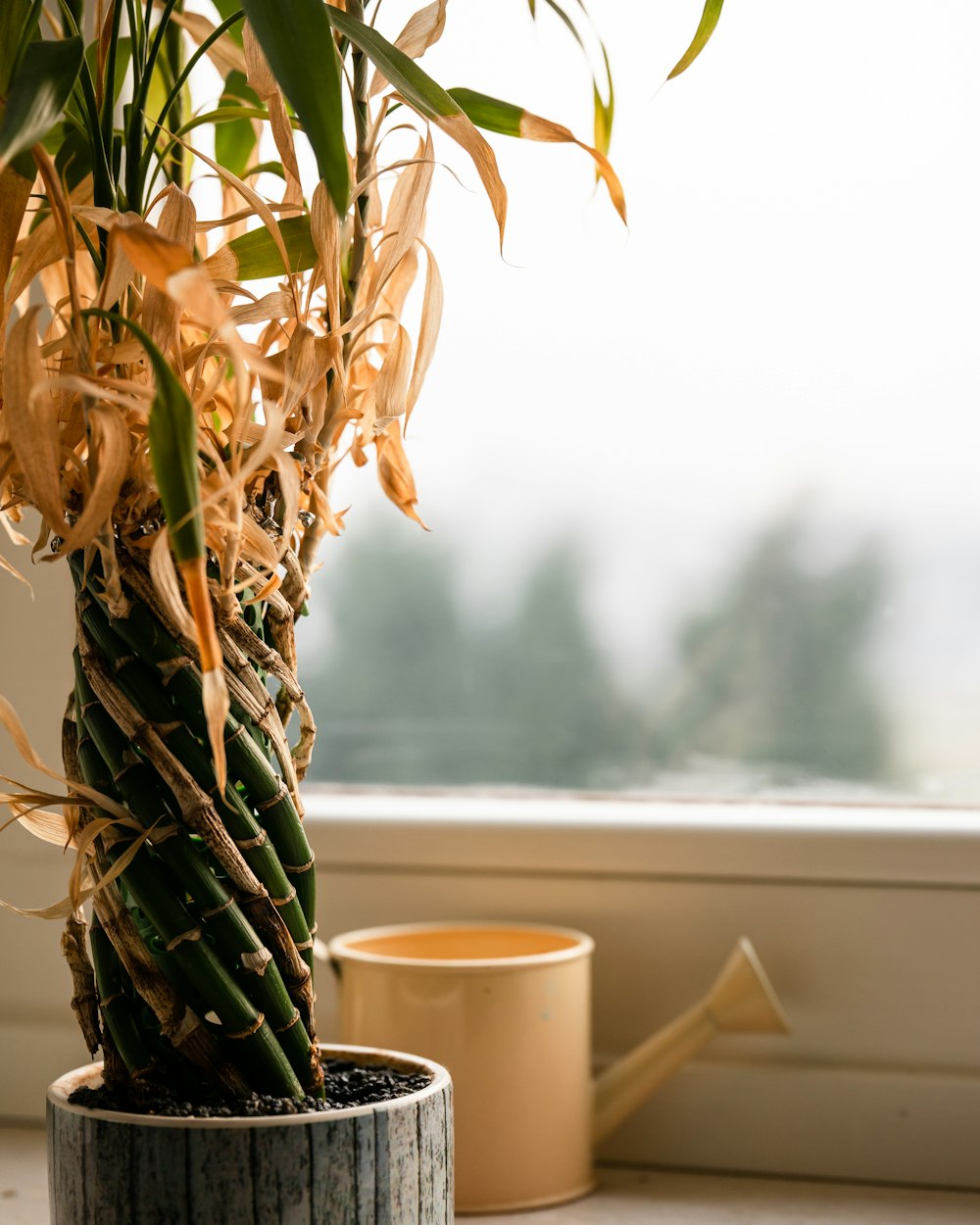 白い陶器の鉢に緑の植物