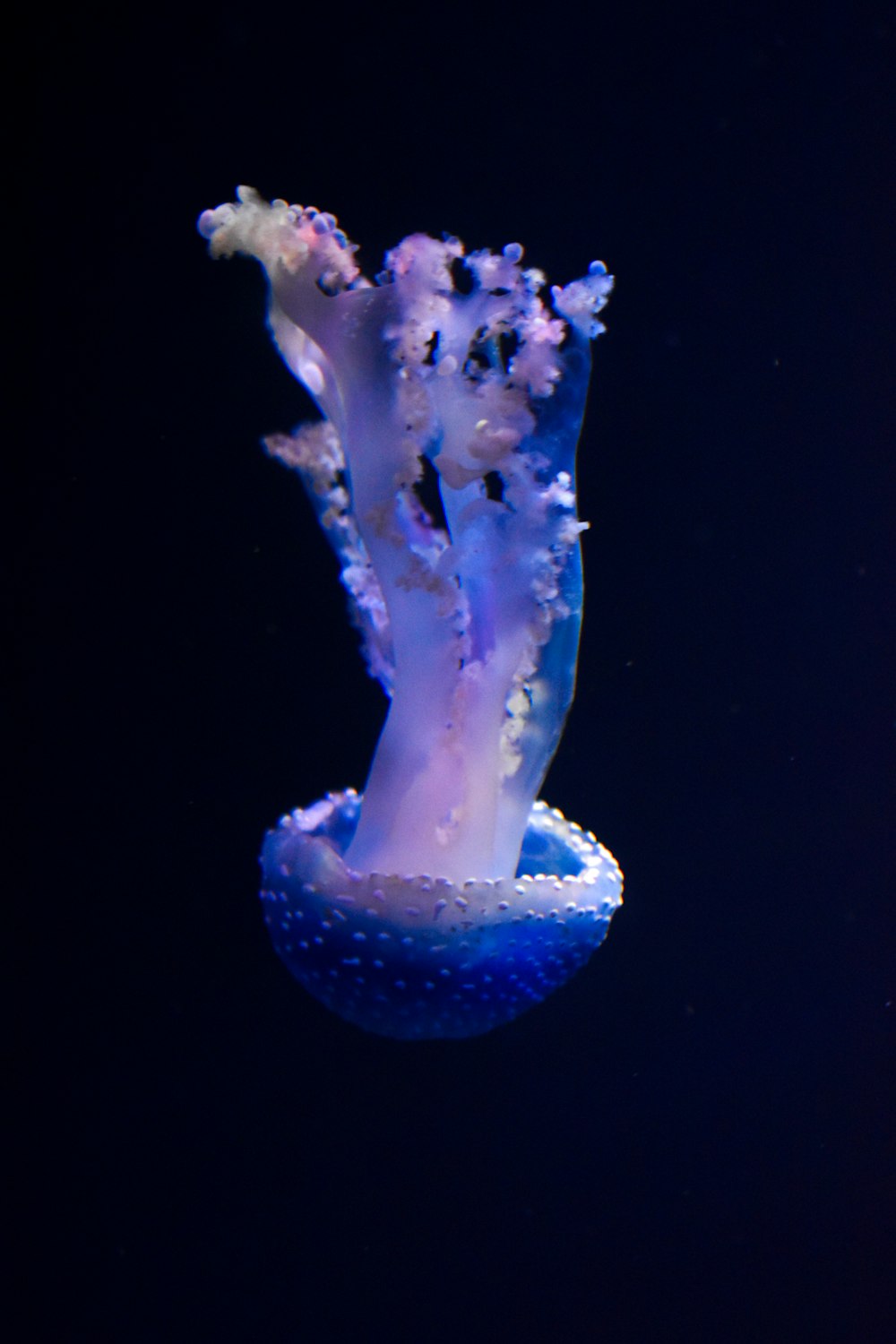 a blue and white jellyfish floating in the water