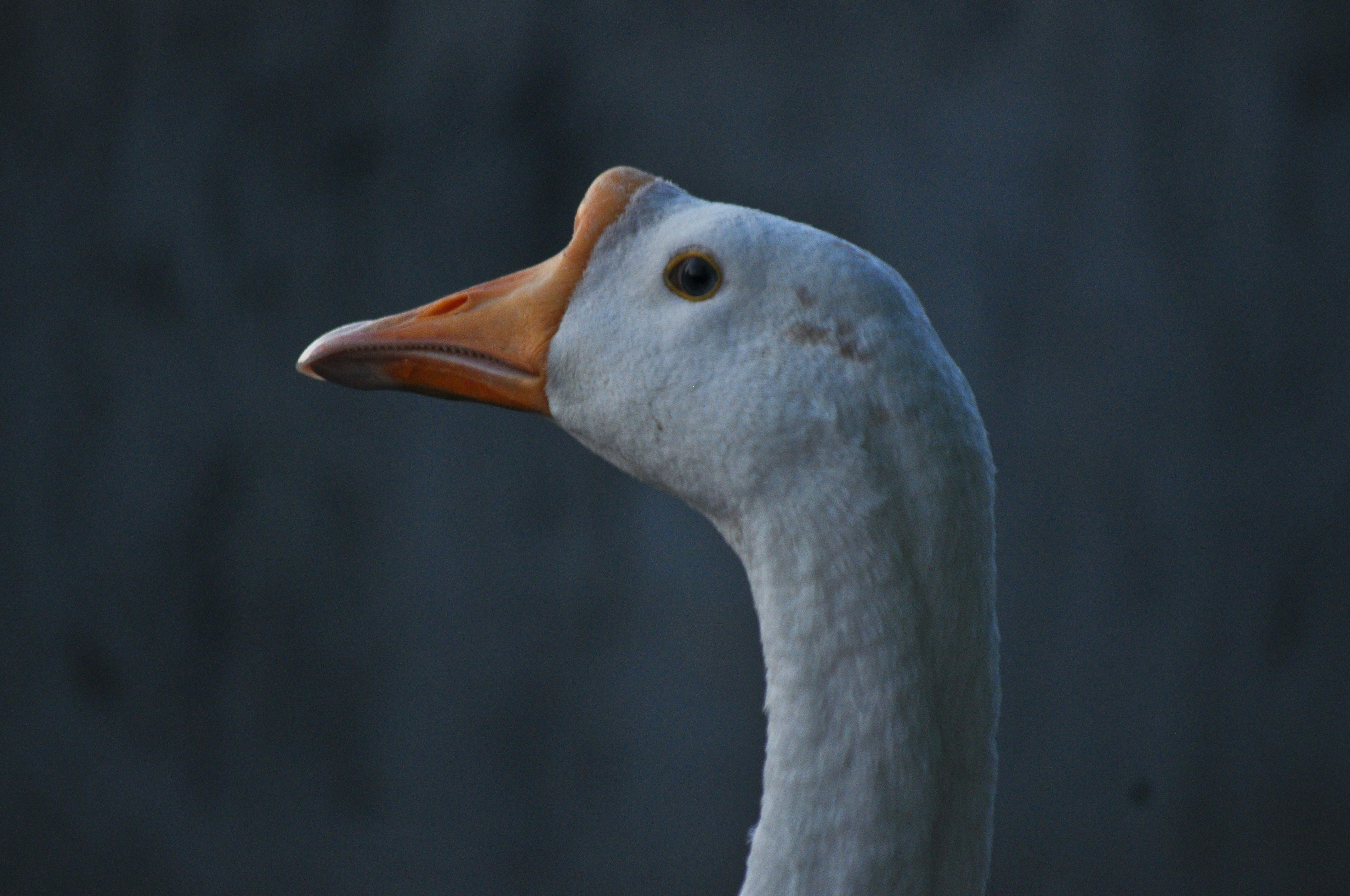 Duck spotted in the serene lake of Mehao