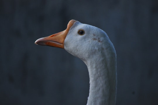 white duck with yellow beak in Indore India