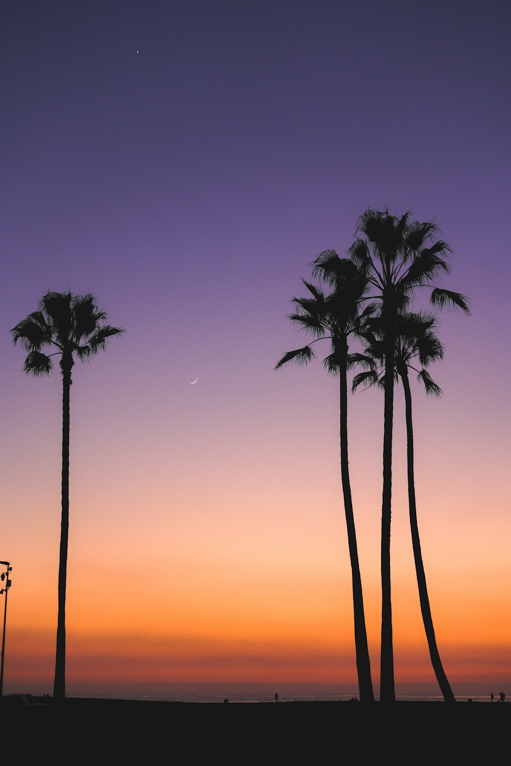 silhouette of palm trees during sunset