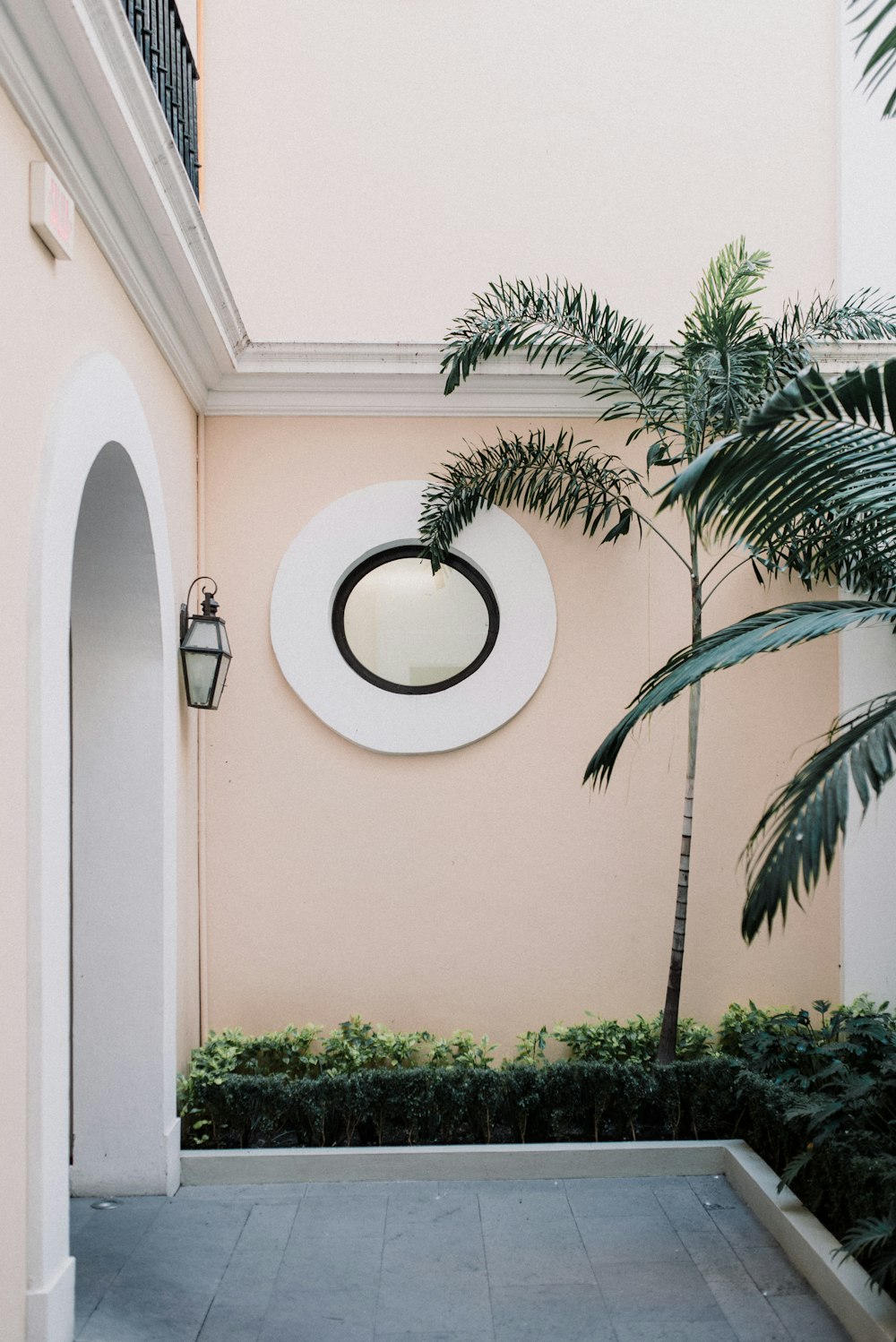 green palm tree beside pink painted wall