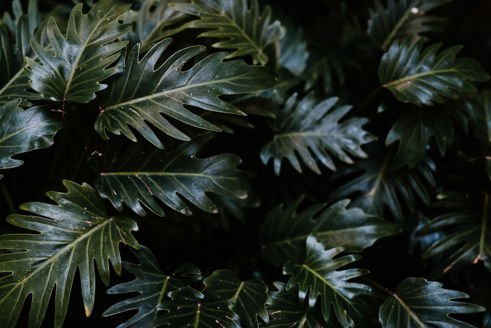 green leaves in close up photography