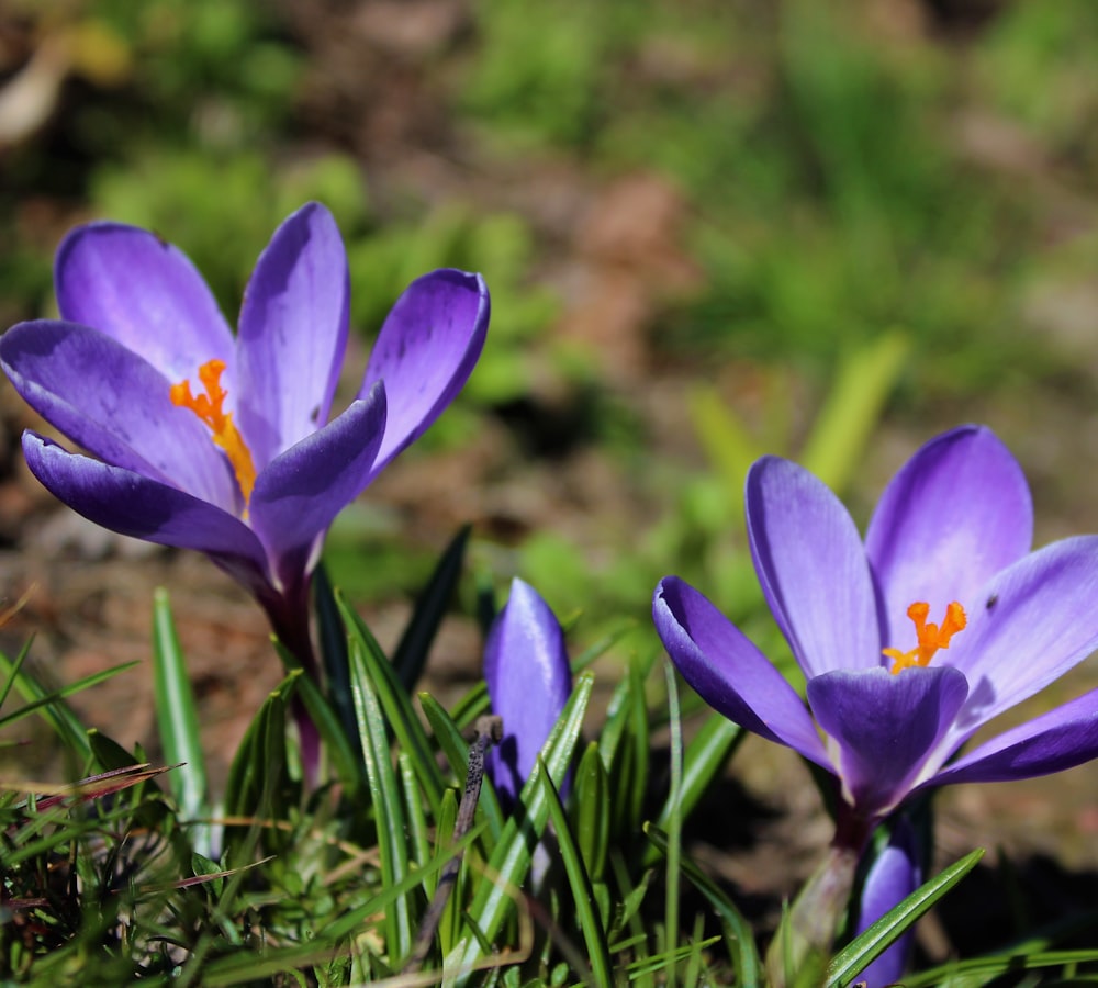 a couple of purple flowers that are in the grass