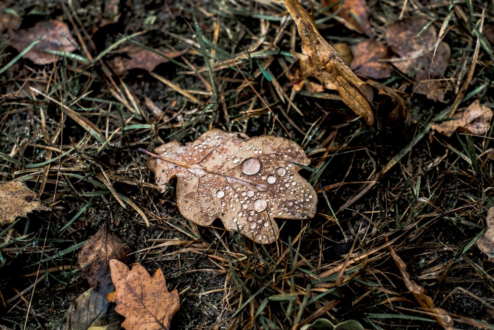 brown dried leaf on green grass