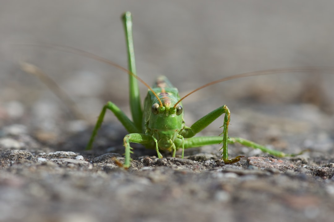 green grasshopper on brown soil