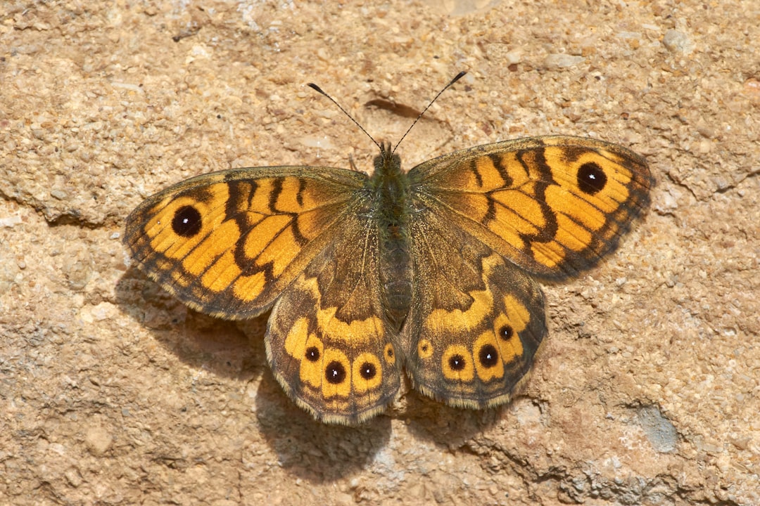 brown and black butterfly on gray sand