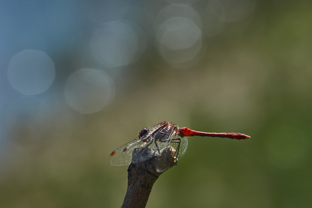 red and white dragonfly on brown wooden stick in tilt shift lens