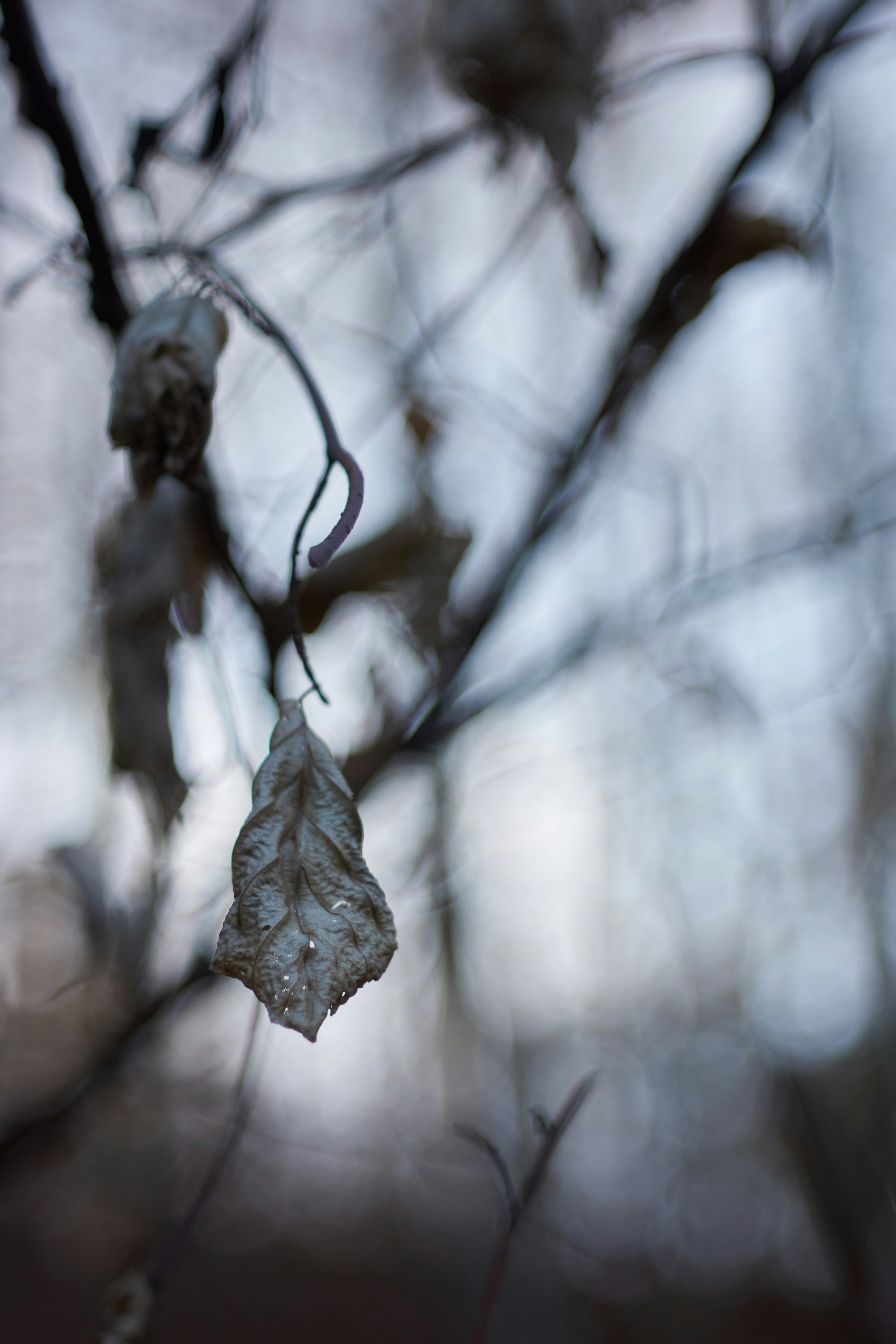 Photo by wolfgang_hasselmann